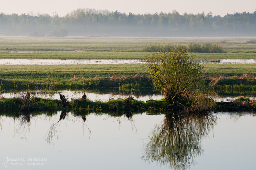 020_Biebrza - kwiecien 2012.jpg